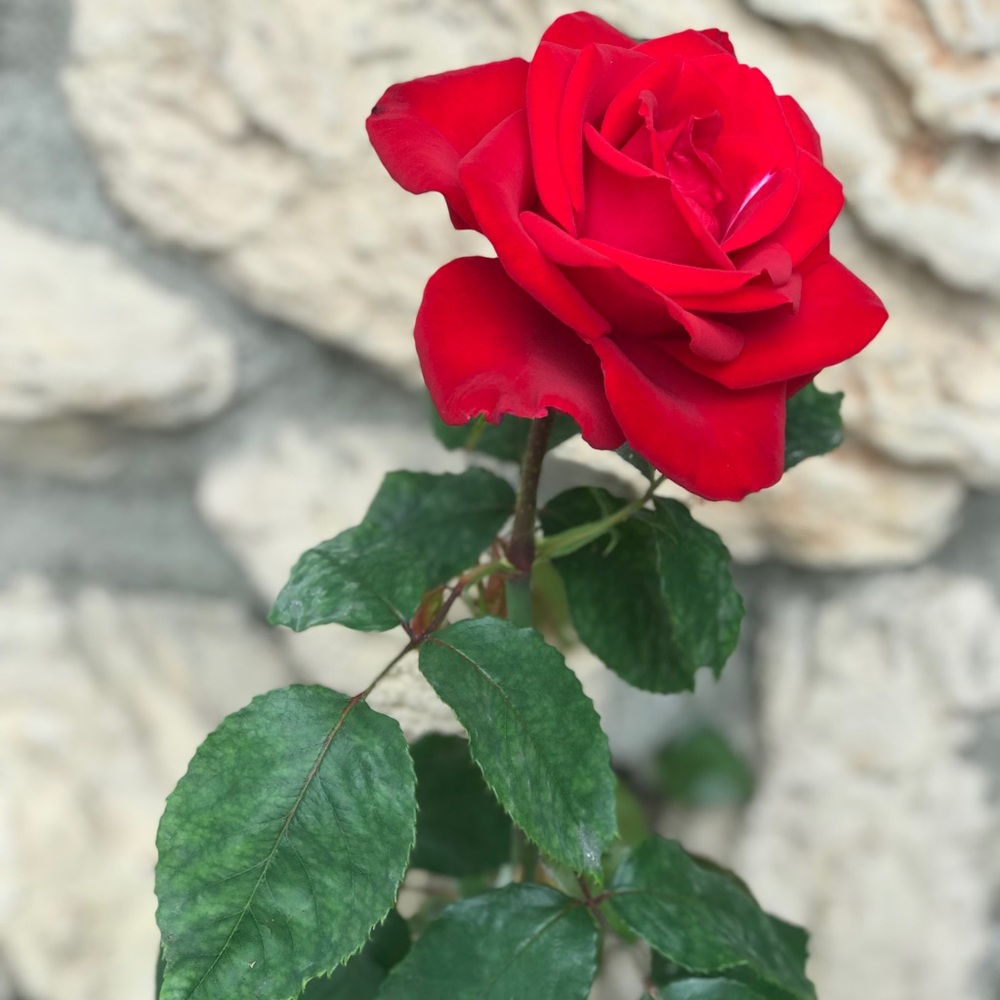 Meet your Posher, Chloe